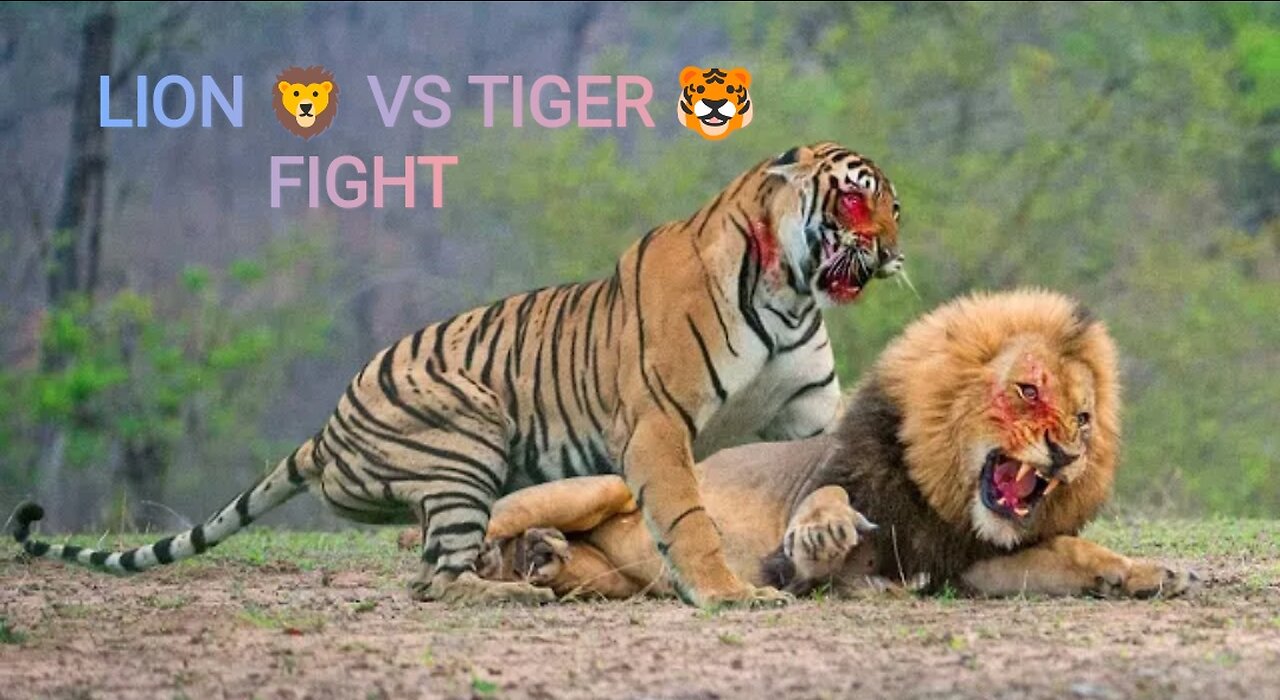 Lion Vs Tiger Real Fight to Death New Original Video | Lion VS Tiger - Who will win in a fight 🤬