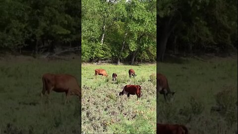 Настоящие звуки коровы на пастбище. Домашний скот.