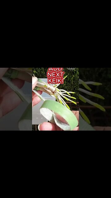 💪🏼NOT a SINGLE Keiki Root was BROKEN👍🏼 by doing it THIS WAY!🙌🏼#ninjaorchids #keiki #orchids #shorts