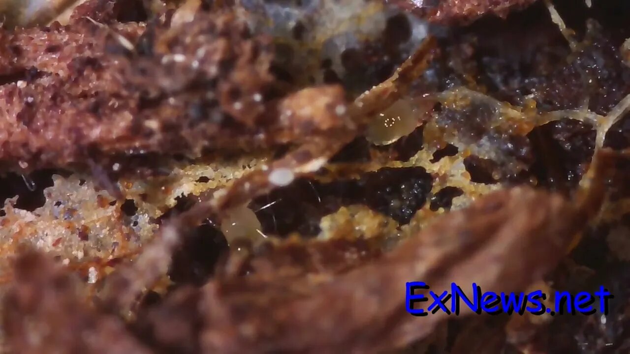 Acari dining on rotting leaf in thimble of dirt