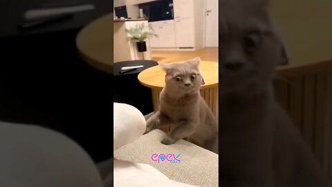 Funny cat moment