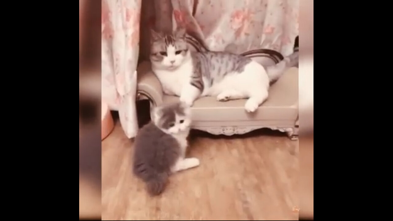 Cute cat funny cat moments