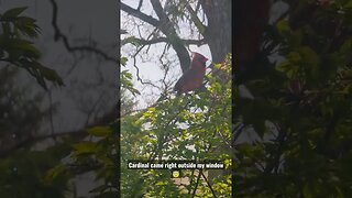 #cardinals #birds #sign #spiritual outside my window #viral #shorts