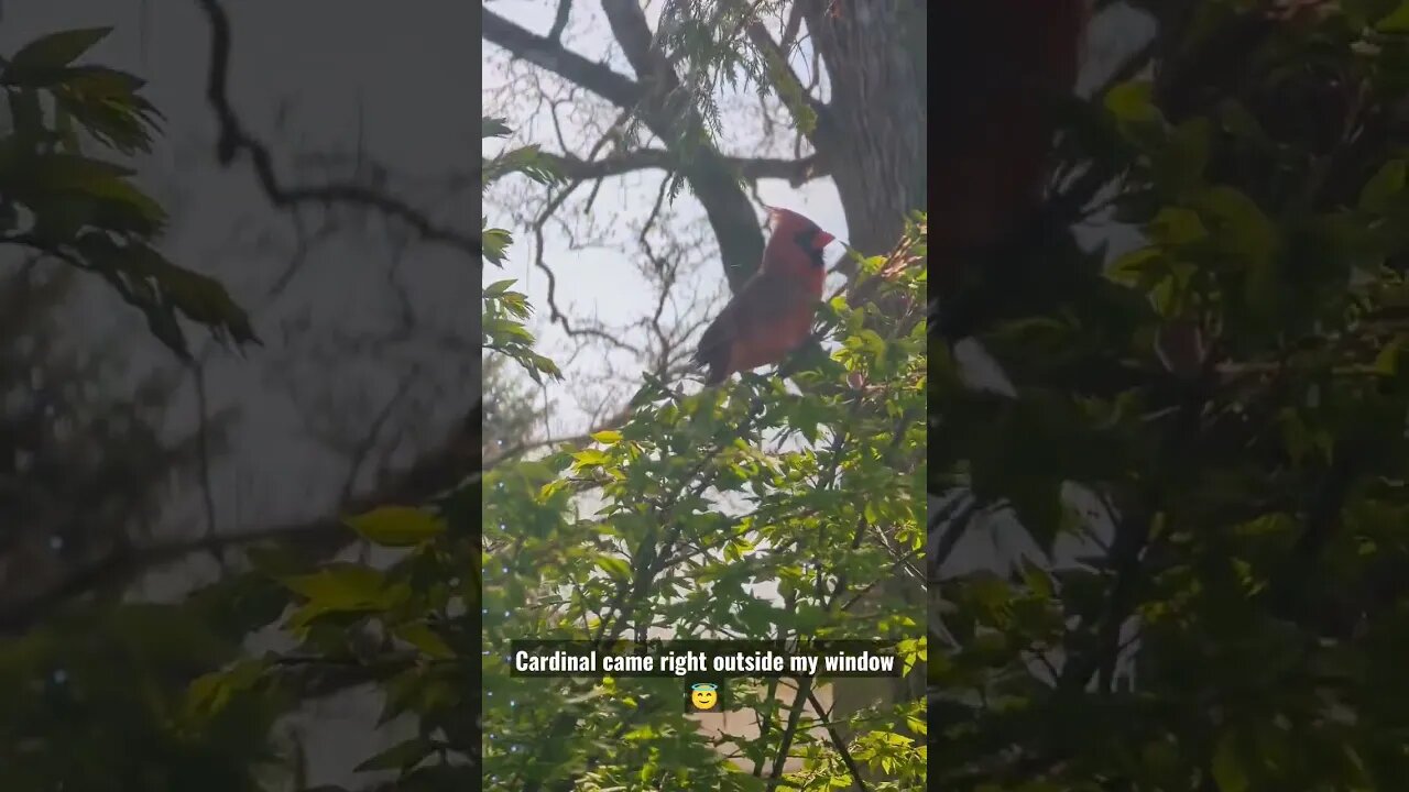 #cardinals #birds #sign #spiritual outside my window #viral #shorts