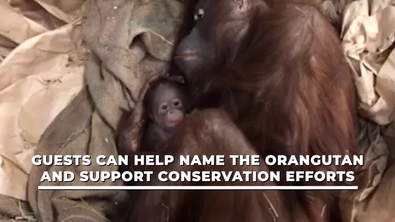 First baby orangutan born at the Cleveland Zoo since 2014