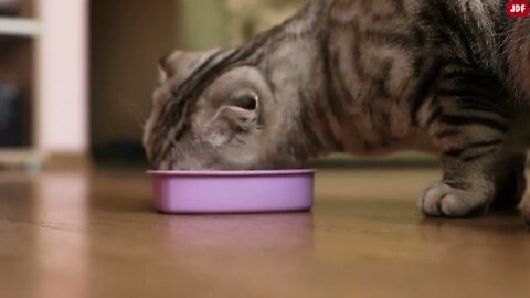 21 Ways You Are Hurting Your Cat Without Realizing