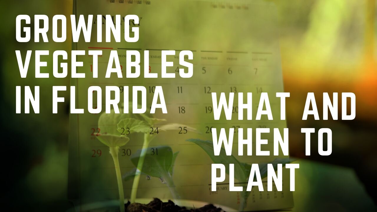 Growing Vegetables in Florida: What & When to Plant