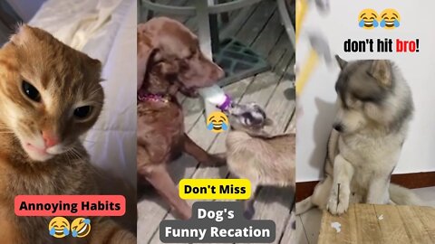 Funniest Cats and Dogs | Funny Pets and Animals | Non Stop Laughter