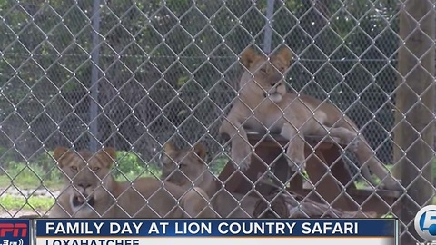 Family Day at Lion Country Safari