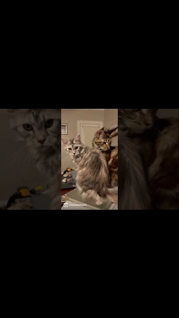 Sweet sisters. Together forever.