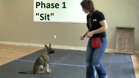 How to Train Puppy to 'sit' | AnimalsAdition