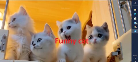 funny cats,funny cat videos,cute cat videos