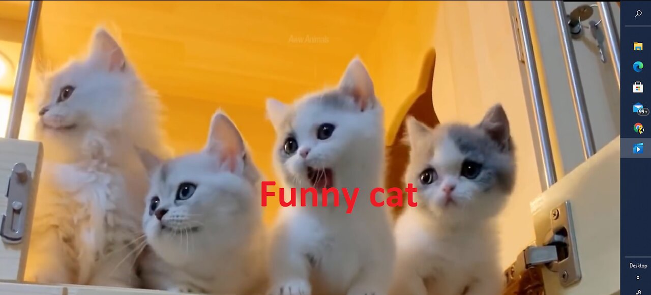 funny cats,funny cat videos,cute cat videos