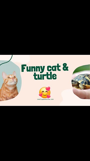 Cat & turtle