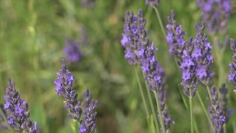 U-pick lavender farm open in Cambria