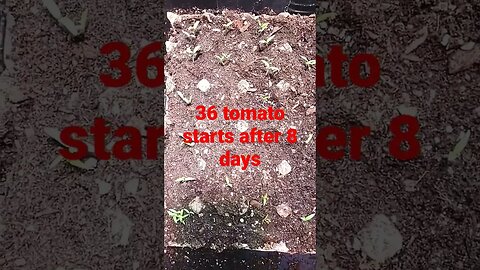 8 days after seeding #gardening #shortsvideo