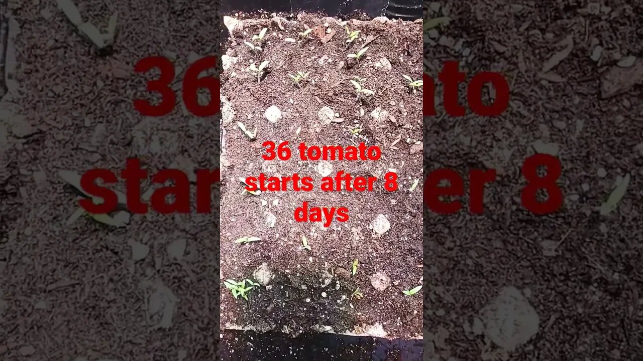8 days after seeding #gardening #shortsvideo