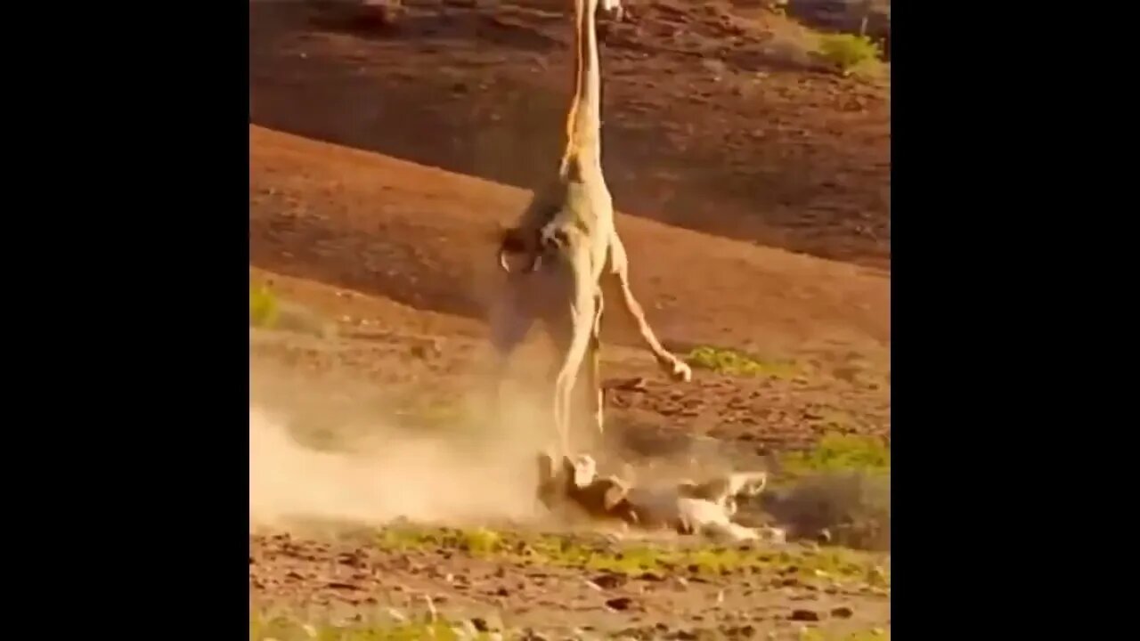 Girafa atropela leoa faminta - Anotaram a placa!