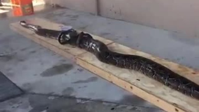 16-foot python measured and weighed in Naples