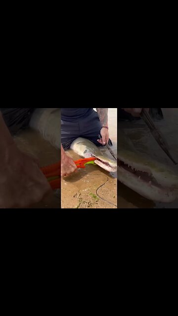 Unhooking A Beautiful Slaughter Fish