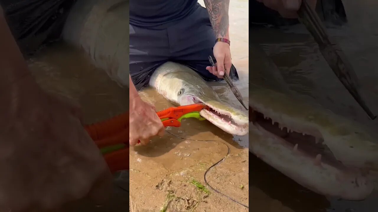 Unhooking A Beautiful Slaughter Fish