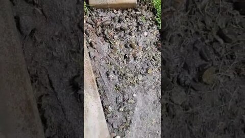 Chia garden day 1