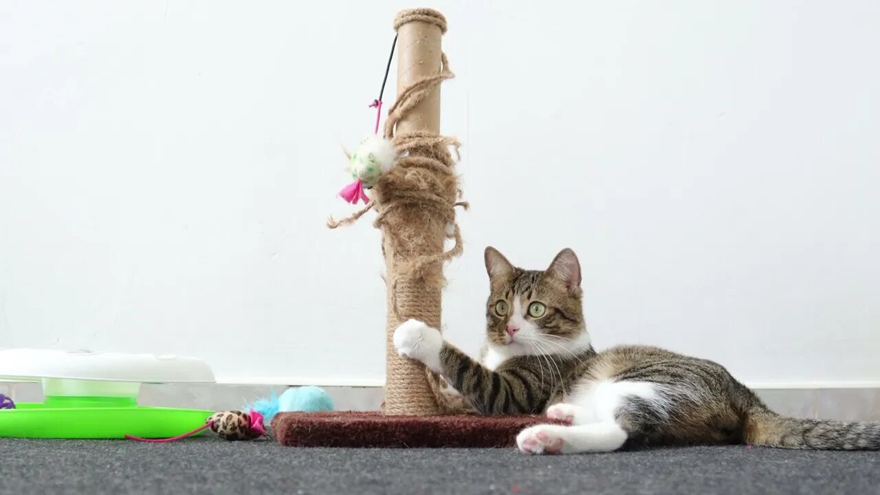 Cat Is in His Toy Corner