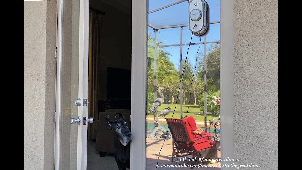 Great Danes Check Out Alfabot Window Washing Robot