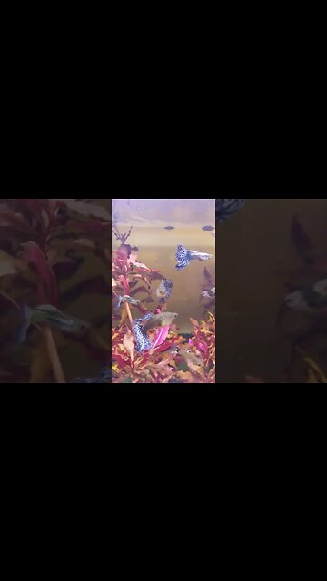 Mesmerizing Indo Snakeskin Dragon Guppies 🐉 #shorts #guppy #aquarium