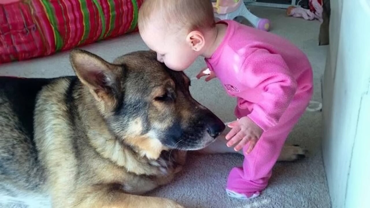 When your dog becomes the trusted nanny - Cute Moments Dog and Human