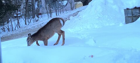 Difficult for young deer to stay on top of snow