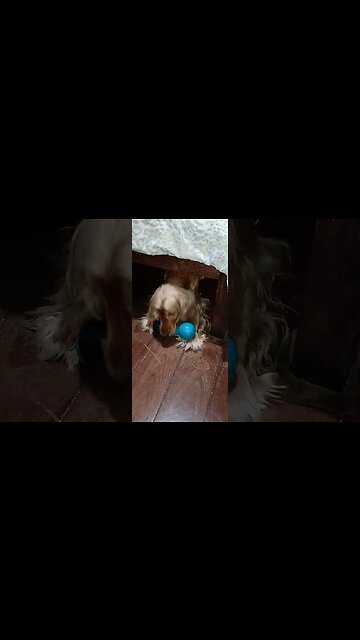 #dogshow, #amimals, #dogs, #shorts