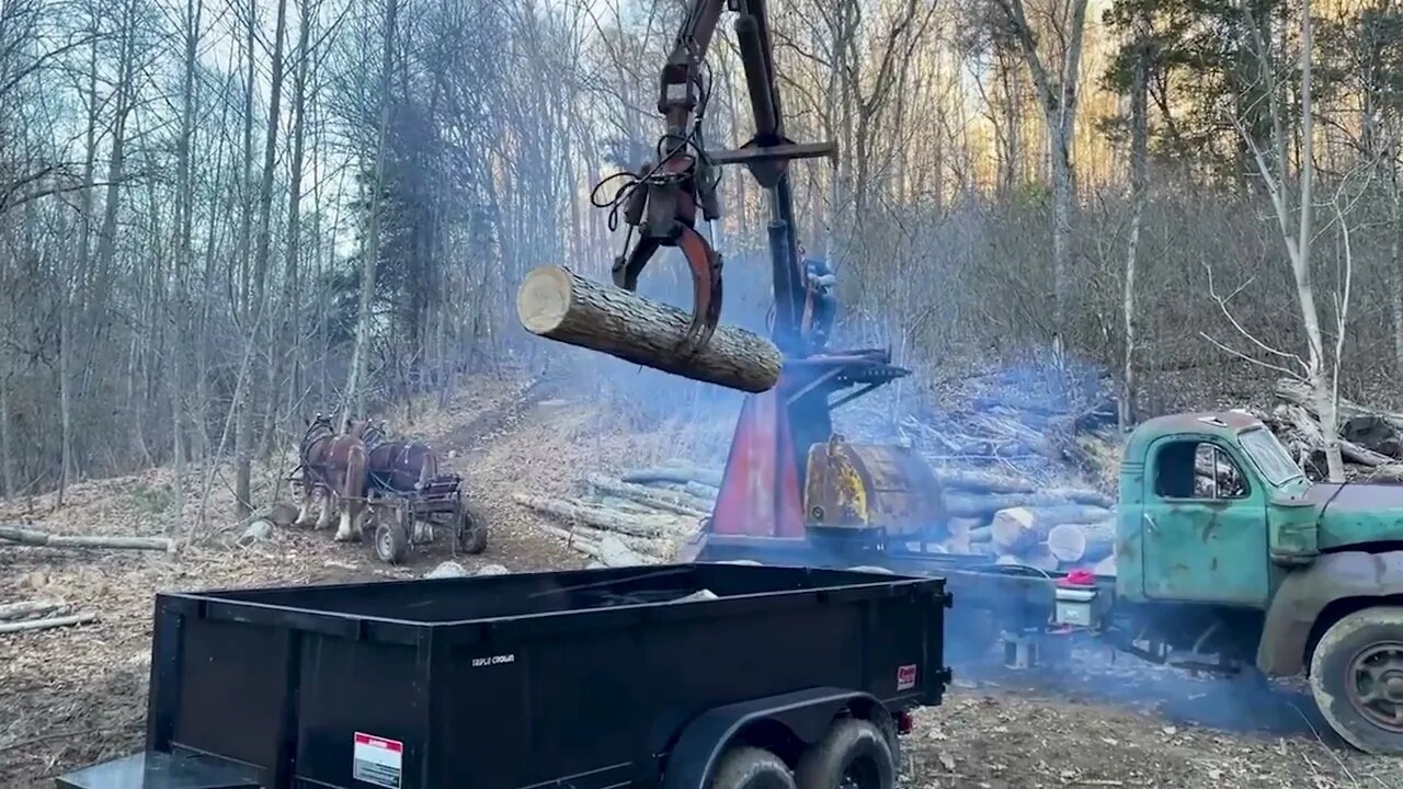 Logging Like It’s The 1800s! Horses Harvesting White Oak