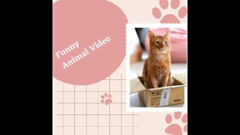 Funny Animal Video