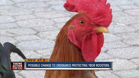 Ybor residents appeal to city council: Change the ordinance protecting roosters