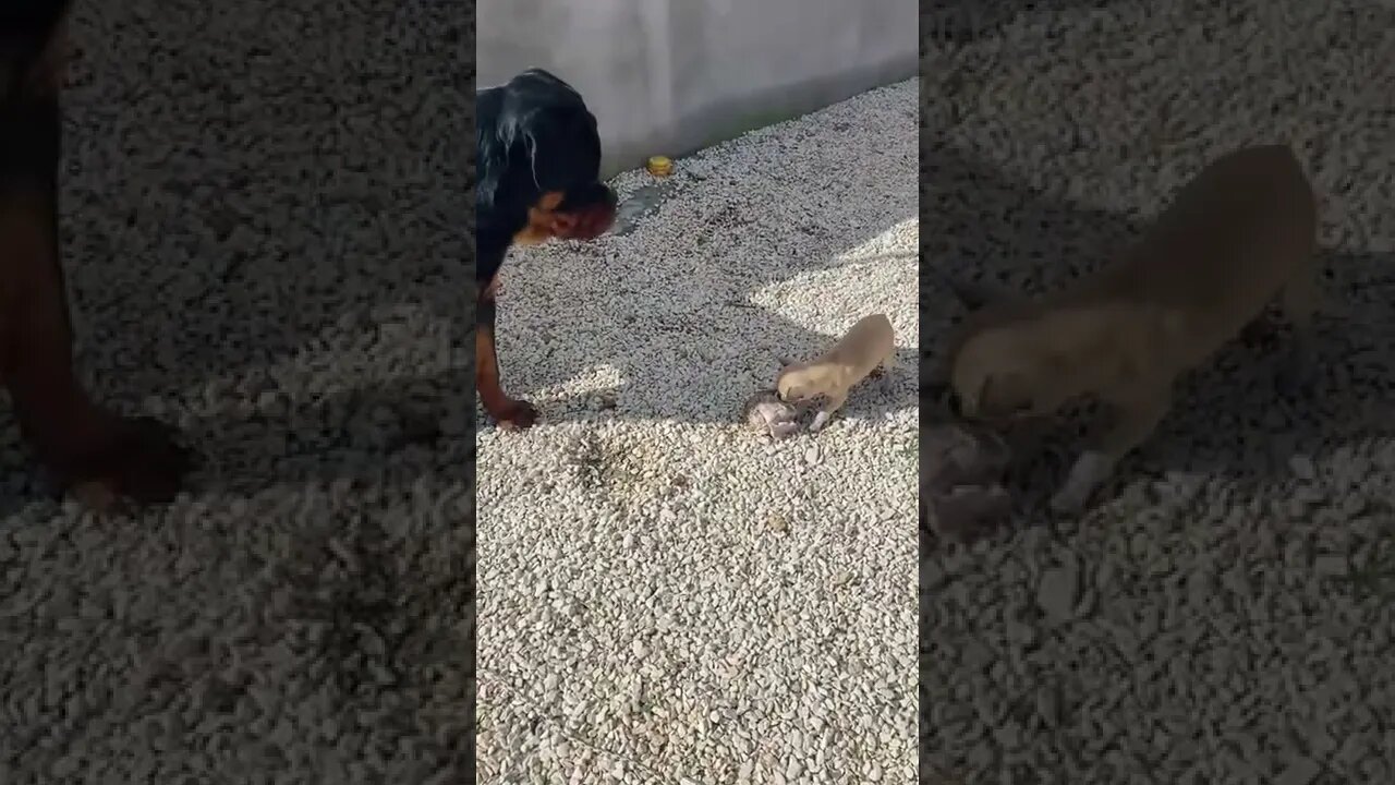 Chihuahua VS Rottweiler For Bone 🍖🤣 #Shorts #rottweiler #dogs