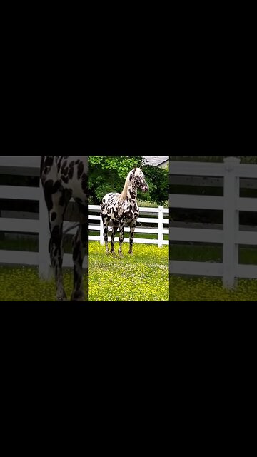 Pizzazz (Black Leopard Friesian X Appaloosa Stallion).
