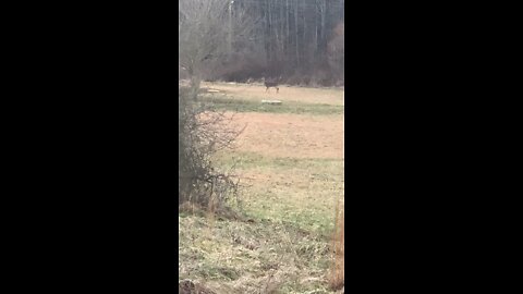 A Tennessee Buck Running Does Off of Food Source