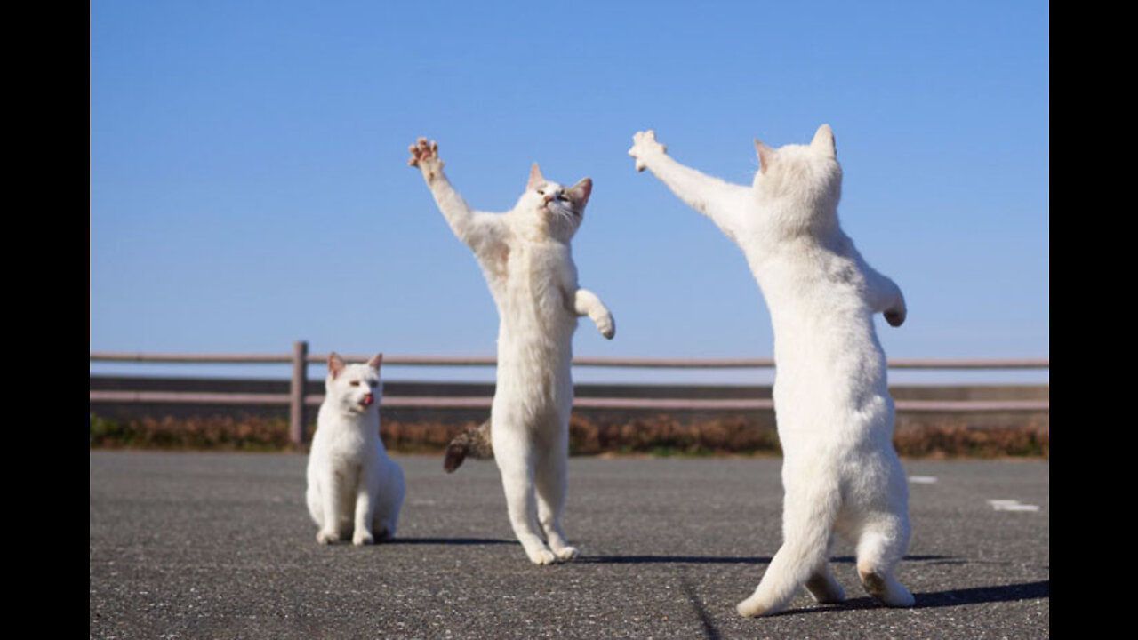 Cat dance, Cats can dance hip hop dance,