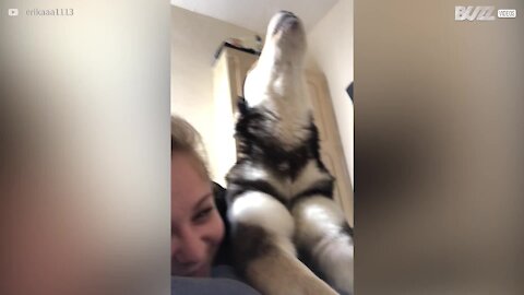 Dès le matin, ce husky a beaucoup de choses à dire