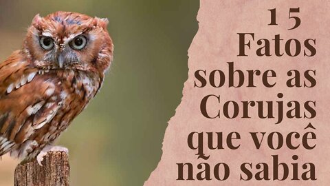 15 Fatos fascinantes sobre as Corujas