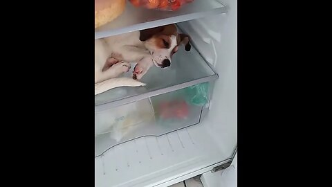 Dog Wants to Nap in Fridge When Hot #viralclips #viralvideos