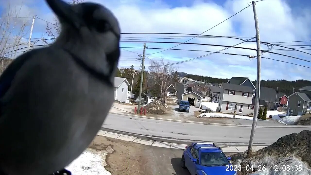 3d Printed Bird Feeder , Finally some visitors