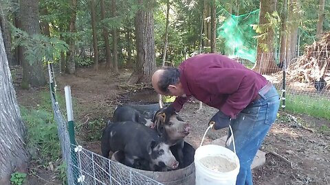 Morning pig feeding.