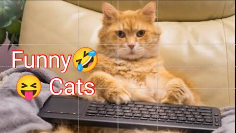 Funny 🤣🤣🤣 cat videos Smart cat 😎 Cute 😍 kittens