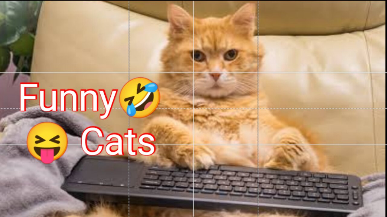 Funny 🤣🤣🤣 cat videos Smart cat 😎 Cute 😍 kittens