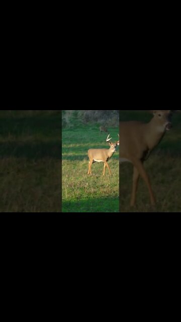He walked past your stand, now what? #deer #deerhunting