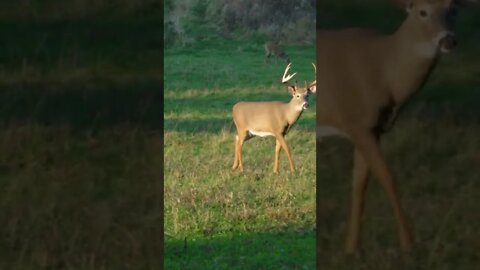 He walked past your stand, now what? #deer #deerhunting