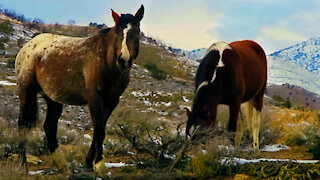 Wild Mustang Horses