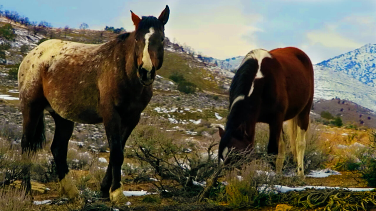 Wild Mustang Horses